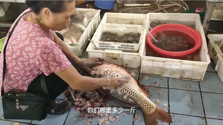 東莞水族批發(fā)市場(chǎng)：東莞水族批發(fā)市場(chǎng)在哪個(gè)位置東莞水族批發(fā)市場(chǎng)在哪個(gè)位置 全國觀賞魚市場(chǎng) 第7張