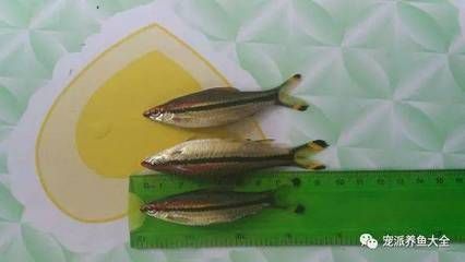 魚缸加熱治療的副作用：魚缸加熱治療可能帶來一些副作用，魚缸加熱治療可能會帶來副作用 魚缸百科 第5張