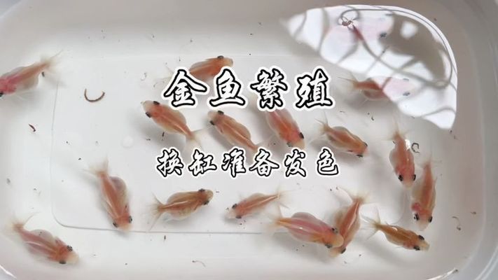 黑金魟魚繁殖環(huán)境優(yōu)化技巧：黑金魟魚的繁殖環(huán)境優(yōu)化技巧 魟魚百科 第2張