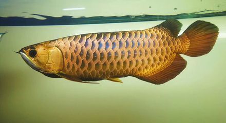 龍魚(yú)炸鱗了怎樣快速治療：龍魚(yú)炸鱗后如何調(diào)整水質(zhì)