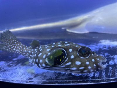 靜海水族館：上海浦東新區(qū)靜靜水族館特色介紹,天津靜海區(qū)安然水族館購(gòu)物指南 水族館百科（水族館加盟） 第5張