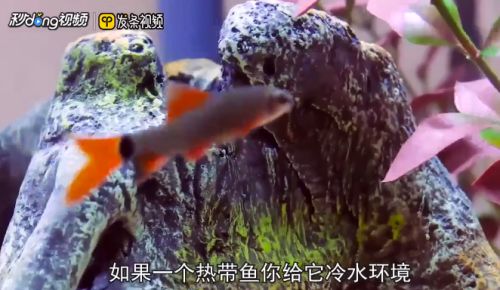 如何養(yǎng)魚缸里的魚：在魚缸中飼養(yǎng)魚類時(shí)，需要注意以下幾個(gè)關(guān)鍵點(diǎn)，水質(zhì)管理至關(guān)重要 魚缸百科 第2張