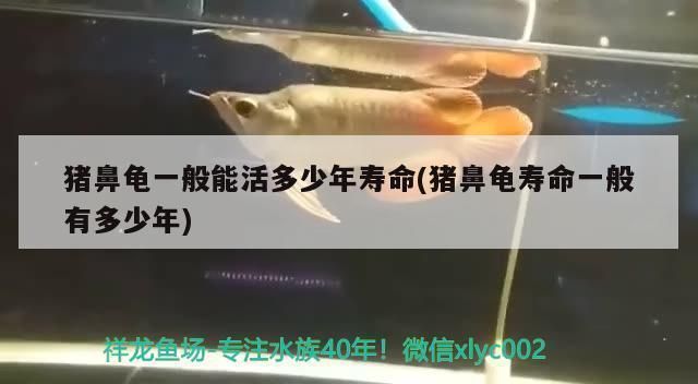 豬鼻龜一般能活多少年啊：豬鼻龜一般能活多久 豬鼻龜百科 第6張