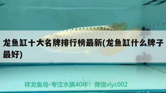 品牌龍魚(yú)缸排名第一名：2024年品牌龍魚(yú)缸排名中位列第一森森龍魚(yú)缸排名第一 魚(yú)缸百科 第5張