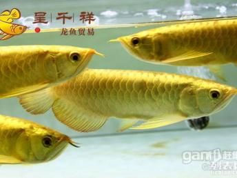 黑金魟魚(yú)飼料營(yíng)養(yǎng)成分表：黑金魟魚(yú)飼料自制方法介紹[需手動(dòng)填充]黑金魟魚(yú)飼料自制方法介紹 魟魚(yú)百科 第4張