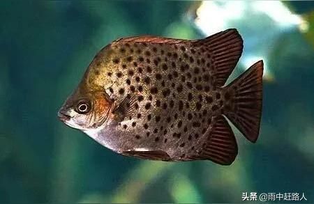 發(fā)金龍魚的朋友圈怎么寫文案：發(fā)金龍魚朋友圈的文案可以采用多種風格和目標受眾來定制 水族問答 第2張