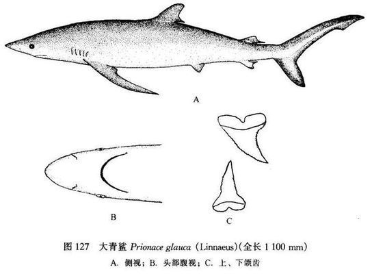 發(fā)金龍魚(yú)的微信說(shuō)說(shuō)搞笑：為什么金龍魚(yú)總喜歡和電腦屏幕“接吻”？ 水族問(wèn)答 第2張