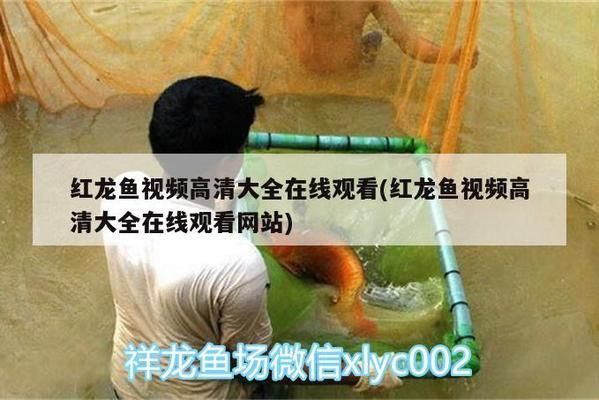 涼山彝族自治州龍魚專賣店：涼山彝族自治州龍魚養(yǎng)殖基地 全國(guó)觀賞魚市場(chǎng) 第2張