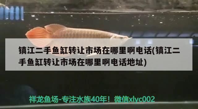 鎮(zhèn)江龍魚專賣店：都江堰賣魚缸的地方有哪些 全國觀賞魚市場 第10張