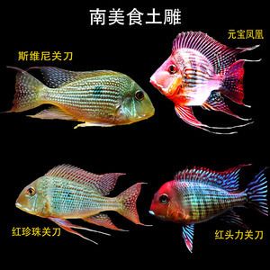 元寶鳳凰魚20公分價格：元寶鳳凰魚20公分的價格在市場上大約在288元至680元人民幣不等 元寶鳳凰魚百科 第4張