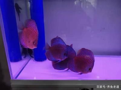 飛龍魚翅：關(guān)于飛龍魚翅的幾個(gè)疑問 水族問答 第2張