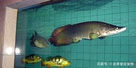 金龍魚與銀龍魚區(qū)別：金龍魚與銀龍魚的區(qū)別 金龍魚百科 第3張