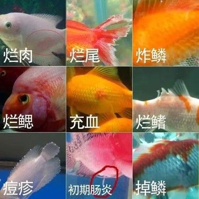 觀賞魚腸炎的早期癥狀識(shí)別：觀賞魚腸炎的早期癥狀