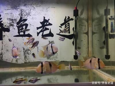 觀賞魚市場供需錯(cuò)位案例：觀賞魚供需平衡策略