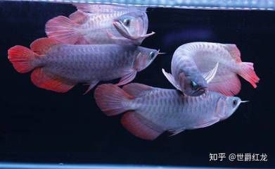 魟魚適宜的水溫和水質(zhì)管理：養(yǎng)殖魟魚的注意事項(xiàng) 魟魚百科 第1張