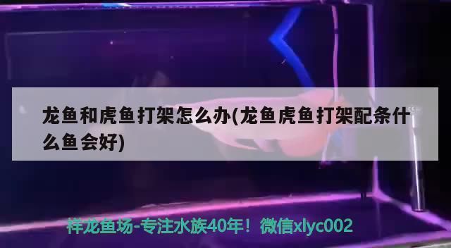 龍魚(yú)虎魚(yú)打架是因?yàn)轸~(yú)太少嗎為什么：龍魚(yú)和虎魚(yú)之間的沖突可能由多種因素引起，不僅僅是因?yàn)閿?shù)量較少