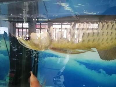 星點金龍魚幼魚期最佳飼料選擇：星點金龍魚幼魚期最佳飼料選擇應包括高營養(yǎng)價值的小魚和小蝦 金龍魚百科 第3張