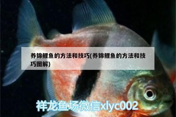 如何預防黑金魟魚疾?。汉诮痿勽~養(yǎng)殖過程中需要注意的疾病預防措施主要包括以下幾個方面 魟魚百科 第1張