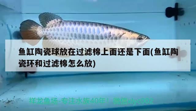 黑金魟魚(yú)濾材選擇指南：黑金魟魚(yú)濾材成本預(yù)算分析黑金魟魚(yú)濾材成本預(yù)算分析