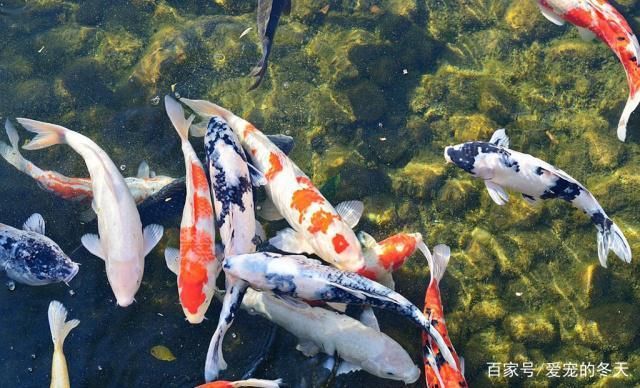 剛到家的龍魚不吃食怎么回事兒：龍魚到家后不吃食是多種原因造成的，龍魚到家后不吃食是多種原因 水族問答 第1張