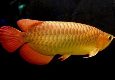 大紅龍魚能吃嗎：大紅龍魚是否可以食用 龍魚百科 第1張