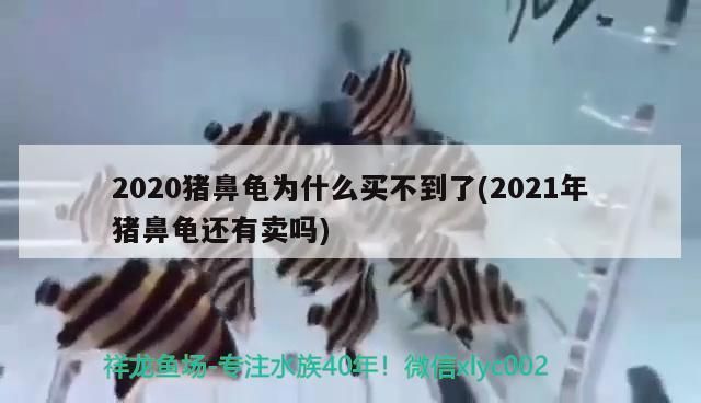 2020豬鼻龜為什么買不到了：2020豬鼻龜為什么買不到了2021年豬鼻龜還有賣嗎 豬鼻龜百科 第2張