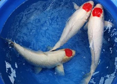 剛到家的龍魚不吃食怎么回事兒呀：龍魚到家后不吃食的原因 水族問答 第1張