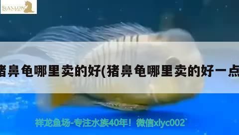 豬鼻龜哪兒有賣：豬鼻龜哪里能買 豬鼻龜百科 第8張