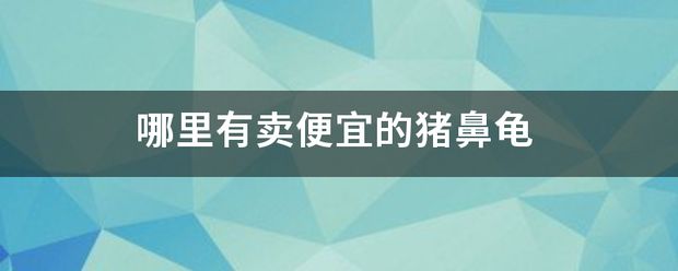 豬鼻龜哪兒有賣：豬鼻龜哪里能買 豬鼻龜百科 第10張