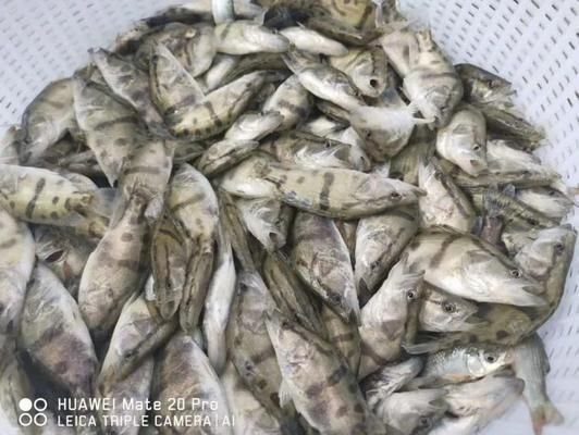 剛進(jìn)缸的龍魚為什么不吃東西了怎么回事：剛放入魚缸的龍魚為什么不吃東西了，新龍魚為什么不吃東西了 水族問答 第1張