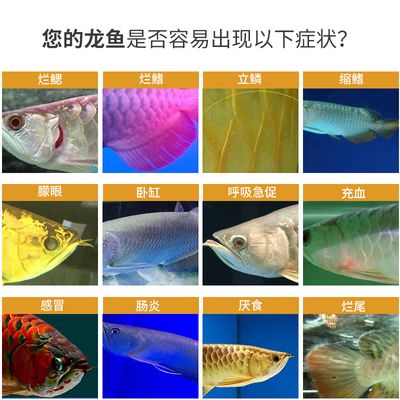 紅龍魚蒙眼怎么辦：紅龍魚蒙眼怎么治療 紅龍魚百科 第3張