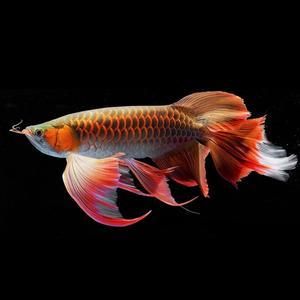 紅龍魚蒙眼怎么辦：紅龍魚蒙眼怎么治療 紅龍魚百科 第2張