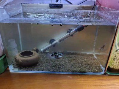 觀賞魚過濾器維護(hù)技巧：觀賞魚過濾器的維護(hù)