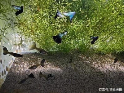 觀賞魚水質(zhì)管理技巧 觀賞魚百科 第3張