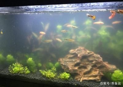 觀賞魚水質(zhì)管理技巧 觀賞魚百科 第5張