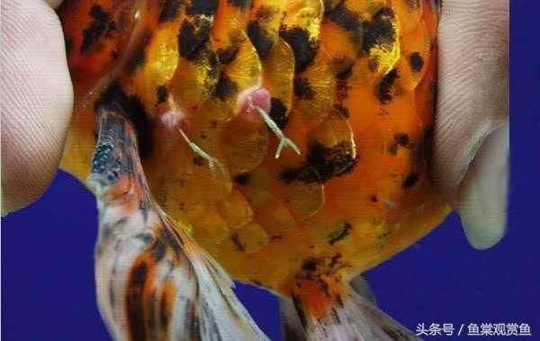 觀賞魚疾病自我診斷指南：觀賞魚自我診斷指南 觀賞魚百科 第5張