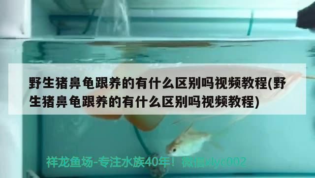 豬鼻龜生長速度快嗎視頻播放：豬鼻龜生長速度快嗎視頻講解 豬鼻龜百科 第8張