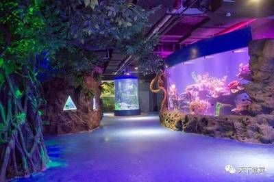 水族館適合開到哪里去：水族館如何選址 水族館百科（水族館加盟） 第5張