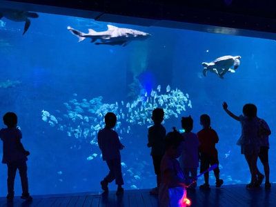 水族館制作廠家電話：水族館制作廠家電話的作用 水族館百科（水族館加盟） 第4張