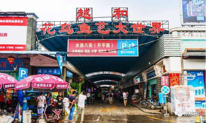 香港水族批發(fā)市場：香港水族批發(fā)市場介紹 全國觀賞魚市場 第7張