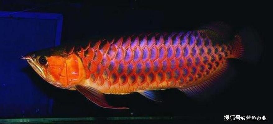 紅龍魚和銀龍魚的區(qū)別：紅龍魚與銀龍魚的區(qū)別 紅龍魚百科 第3張