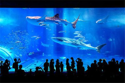 開個(gè)水族館怎么樣？：開設(shè)一家成功的水族館需要投入大量的資金和精力和精力 水族館百科（水族館加盟） 第5張