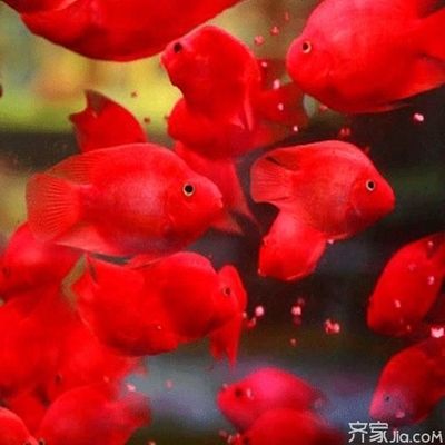 元寶鳳凰魚養(yǎng)幾條好一點(diǎn)呢：元寶鳳凰魚養(yǎng)幾條好 元寶鳳凰魚百科 第5張