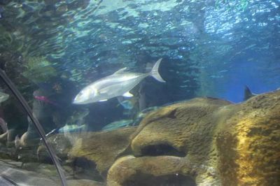 鐵嶺水族館：鐵嶺市水族館