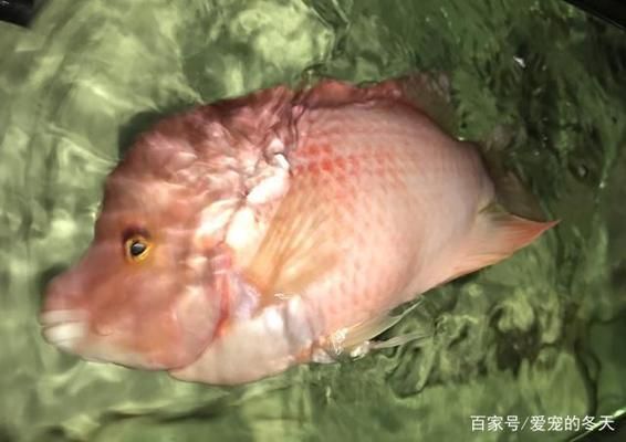 觀賞魚疾病早期癥狀：如何判斷觀賞魚蹭缸原因 觀賞魚百科 第4張