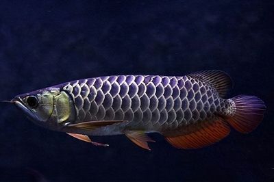 過(guò)背金龍魚(yú)好吃嗎圖片欣賞：過(guò)背金龍魚(yú)的美味與欣賞