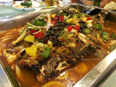 魟魚繁殖期間的飲食管理：魟魚繁殖期間飲食管理