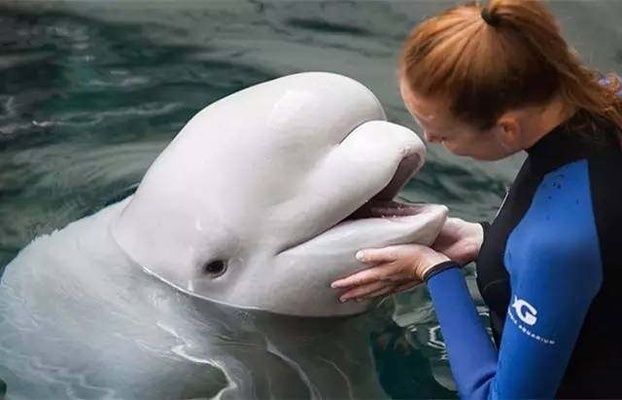 世界十大水族館排名榜：世界上最大的水族館之一，世界十大水族館之一