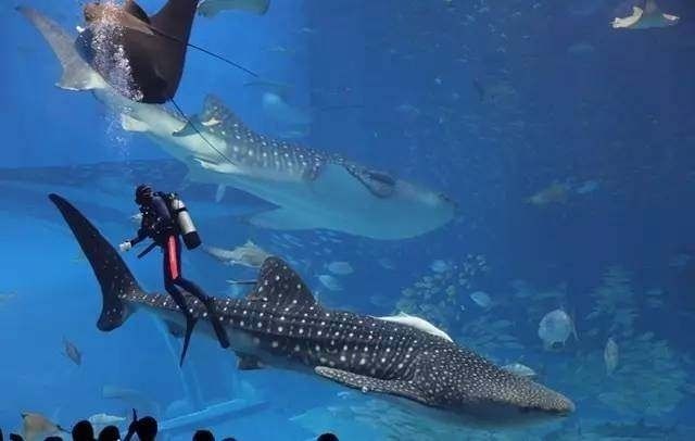 世界十大水族館排名榜：世界上最大的水族館之一，世界十大水族館之一 水族館百科（水族館加盟） 第5張