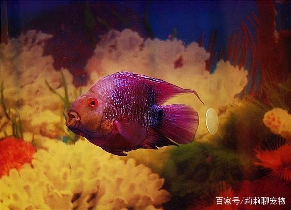 元寶鳳凰魚水溫：元寶鳳凰魚對水溫有一定的要求以下是關(guān)于元寶鳳凰魚水溫的詳細(xì)信息